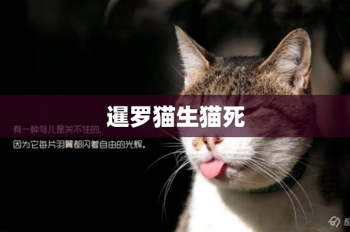 暹罗猫生猫死